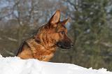 BERGER ALLEMAND 491
